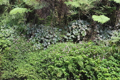 Begonia pulcherrima