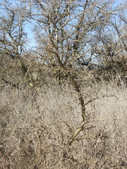 Geoffroea decorticans