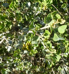 Searsia glauca