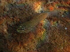 Gobius bucchichi