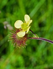 Geum aleppicum