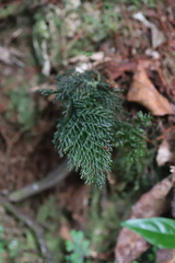 Hymenophyllaceae