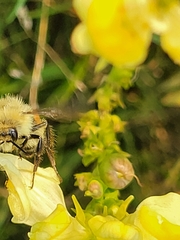 Bombus huntii
