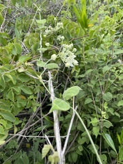 Funastrum pannosum
