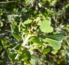 Searsia glauca