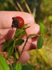 Rosa acicularis