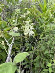 Funastrum pannosum