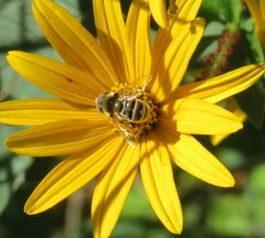 Eristalis stipator