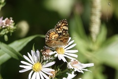 Phyciodes pulchella