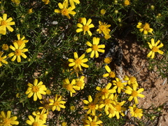 Thymophylla acerosa