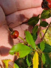 Rosa acicularis