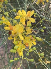 Parkinsonia