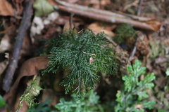 Hymenophyllaceae