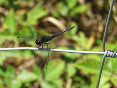 Diplacodes lefebvrii