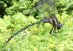 Aeshna tuberculifera