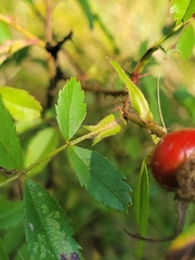 Rosa acicularis