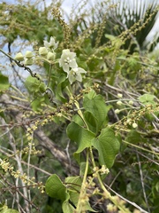 Funastrum pannosum