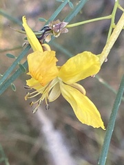 Parkinsonia