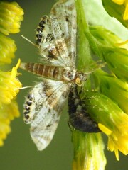 Petrophila fulicalis