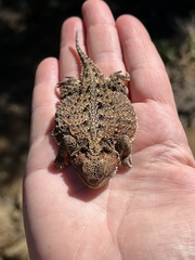 Phrynosoma hernandesi