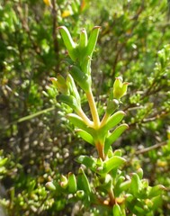 Drosanthemum quadratum