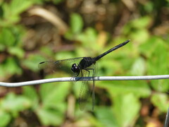 Diplacodes lefebvrii