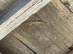 Sceloporus occidentalis