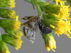 Petrophila fulicalis