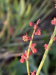 Rumex acetosella