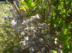 Drosanthemum quadratum