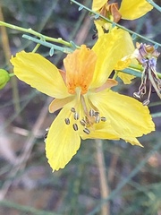 Parkinsonia