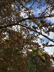 Aesculus hippocastanum