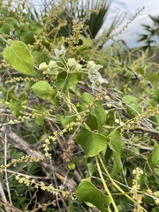 Funastrum pannosum