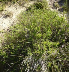 Drosanthemum quadratum