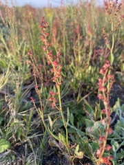 Rumex acetosella