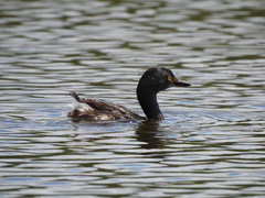 Tachybaptus dominicus