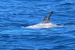 Grampus griseus