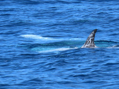 Grampus griseus
