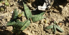 Ledebouria revoluta