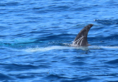 Grampus griseus