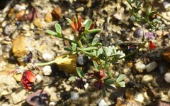 Indigofera heterophylla