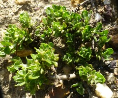 Macledium spinosum