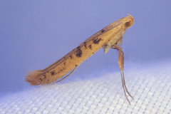 Caloptilia