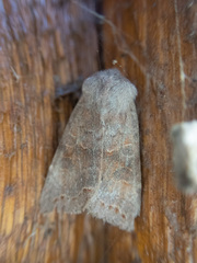Orthosia hibisci