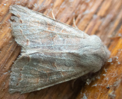 Orthosia hibisci