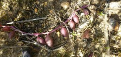 Curio radicans