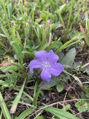Ruellia caroliniensis