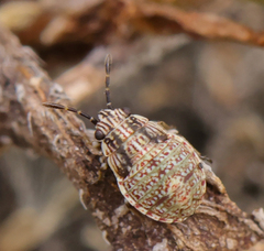 Nysius