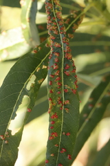 Aculus