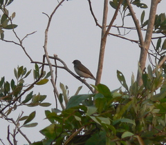Sporophila caerulescens